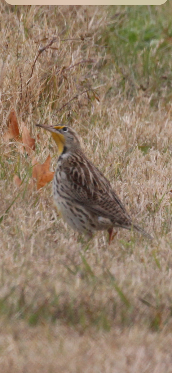 Western Meadowlark - ML646427387