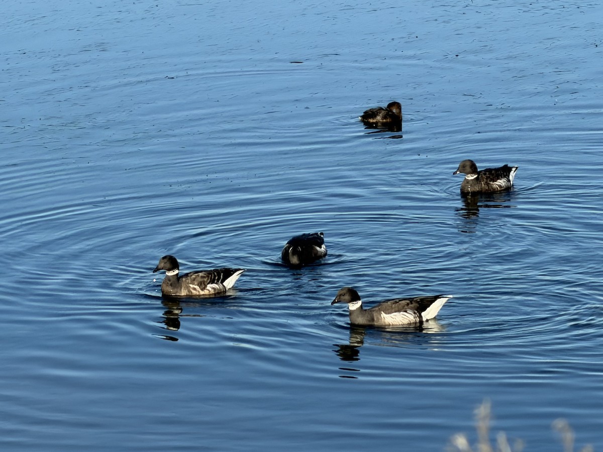 Хар толгойт галуу - ML646427388