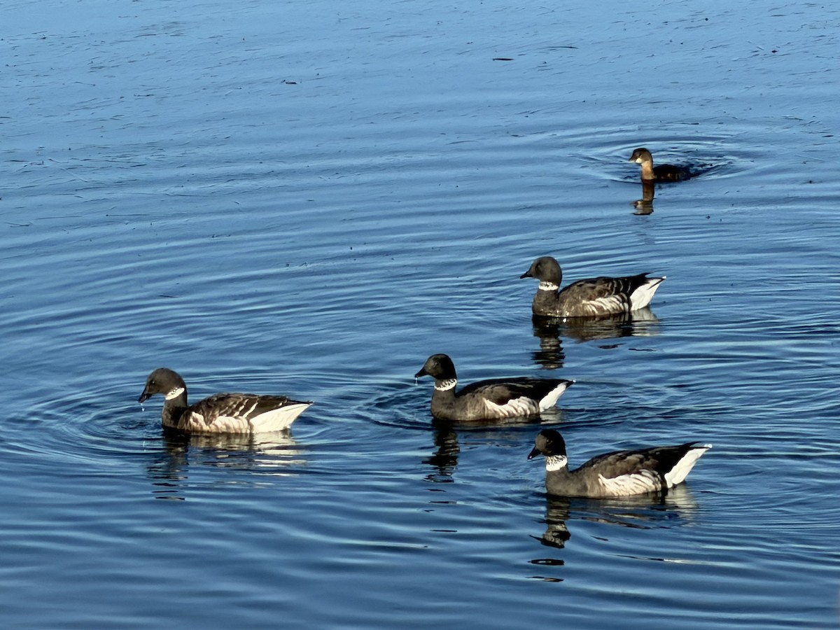 Хар толгойт галуу - ML646427389