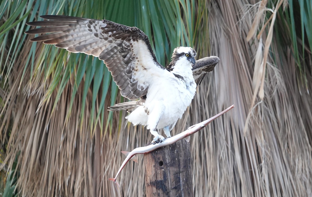 Osprey - ML646427390