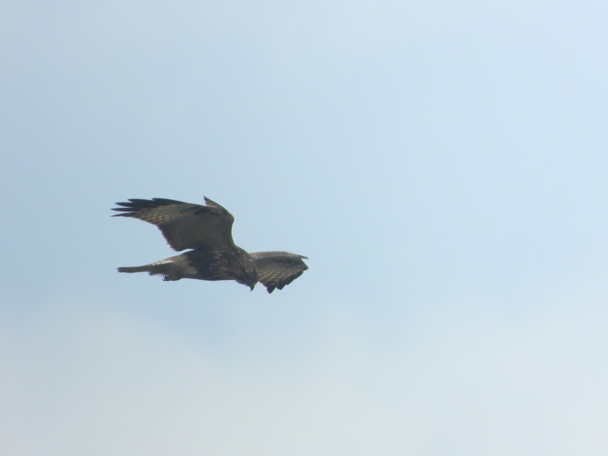 Eastern Buzzard - ML646427392