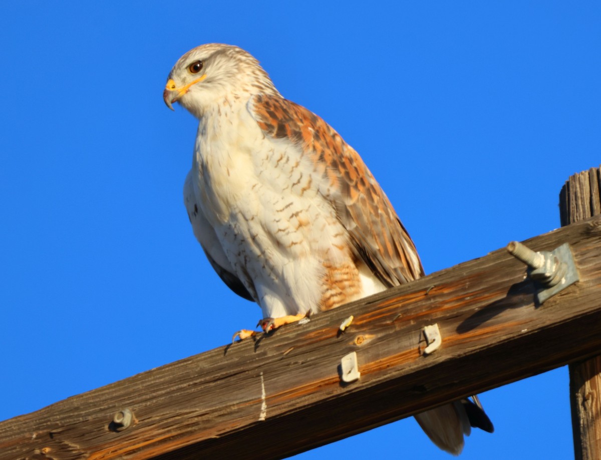 Ferruginous Hawk - ML646427393