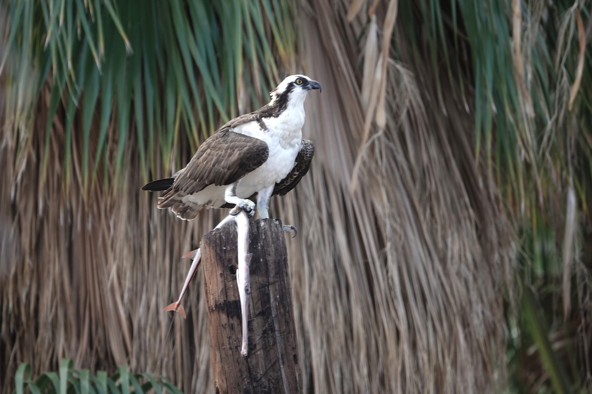 Osprey - ML646427397