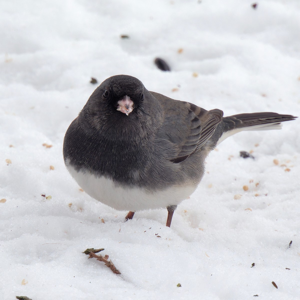 Dark-eyed Junco (Slate-colored) - ML646427398