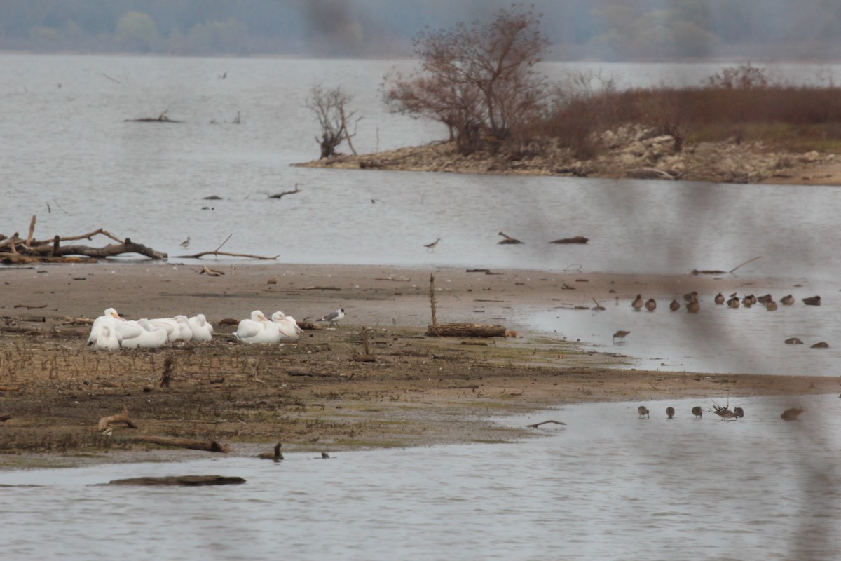 American White Pelican - ML646427399