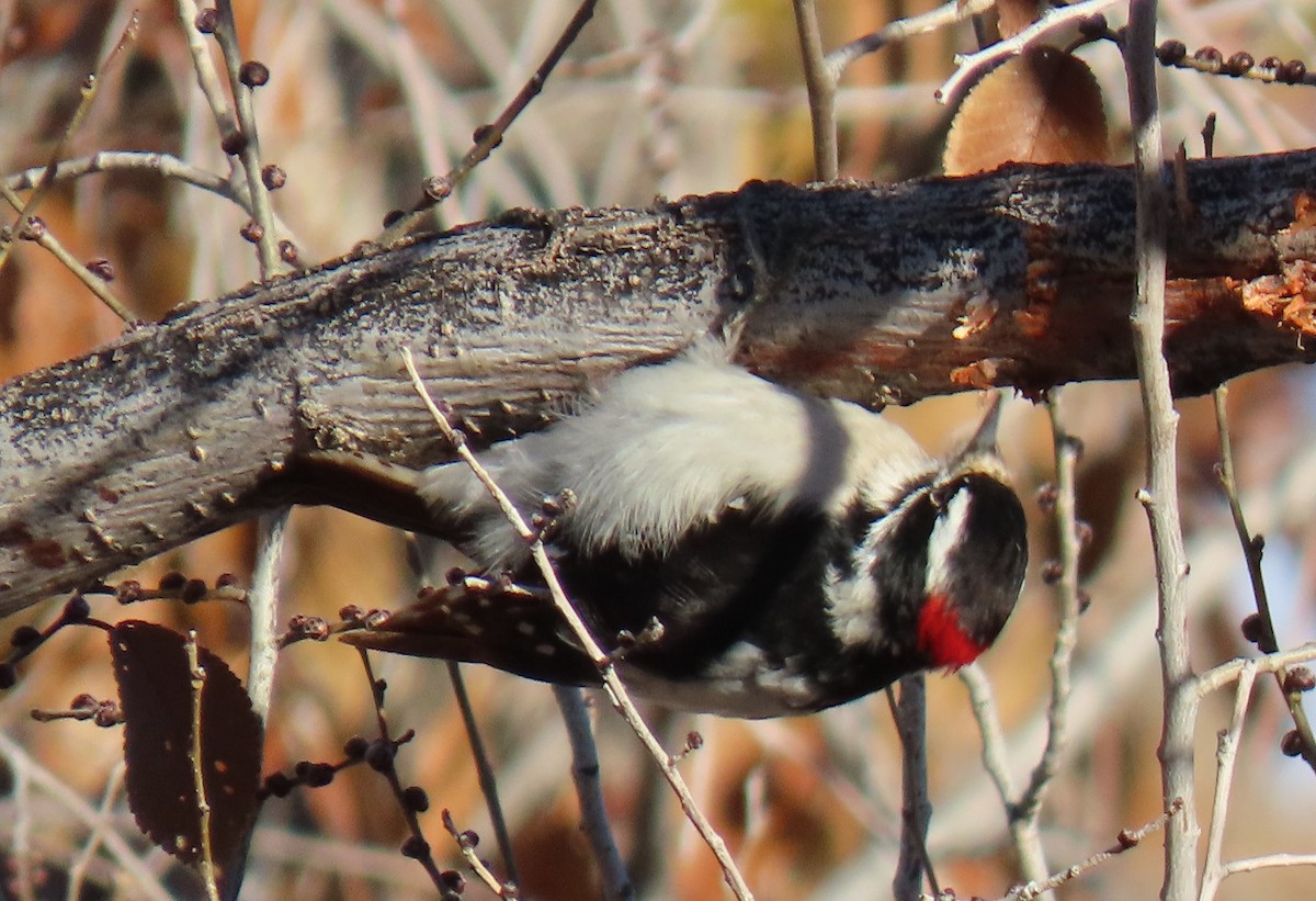 Downy Woodpecker (Rocky Mts.) - ML646427402