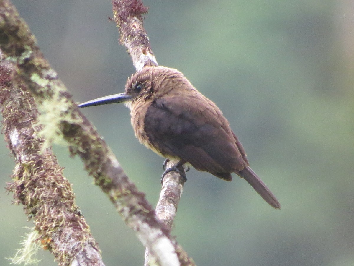 Brown Jacamar - ML646427403