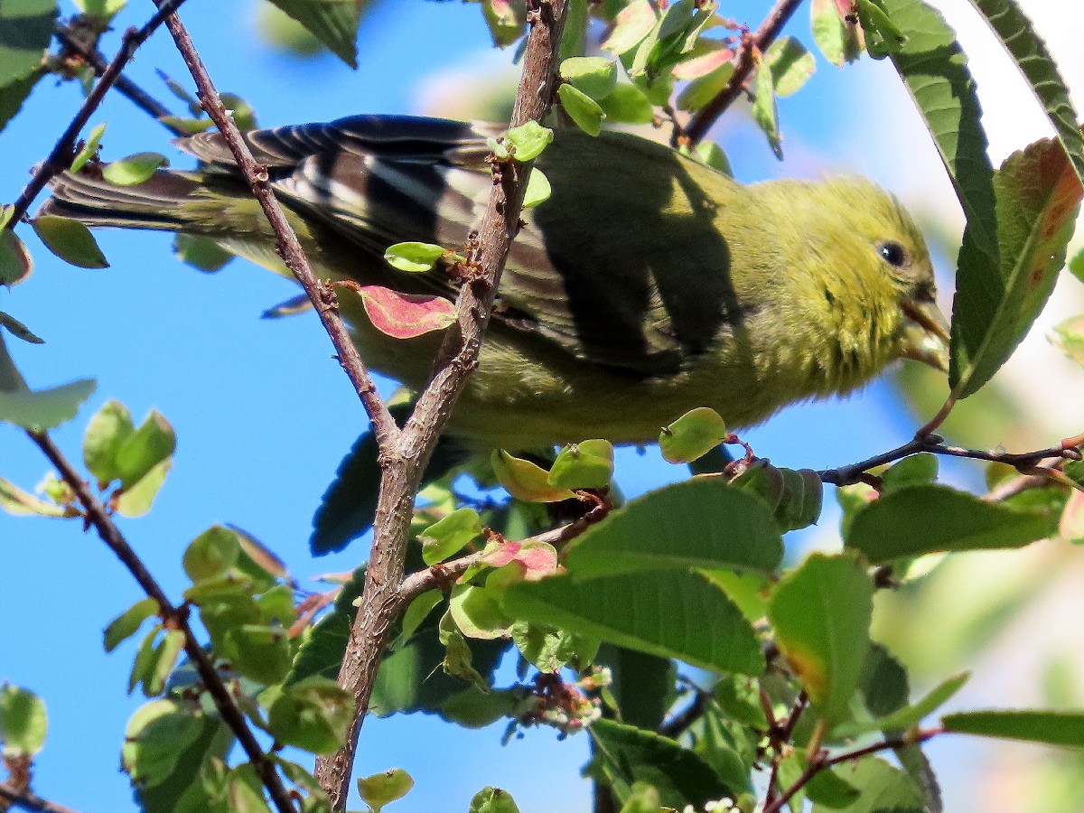 Lesser Goldfinch - ML646427404
