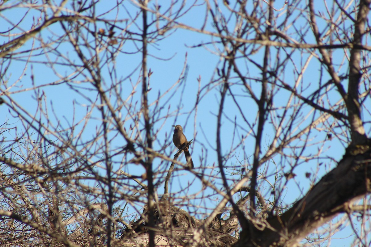 drozdec kalifornský - ML646427406