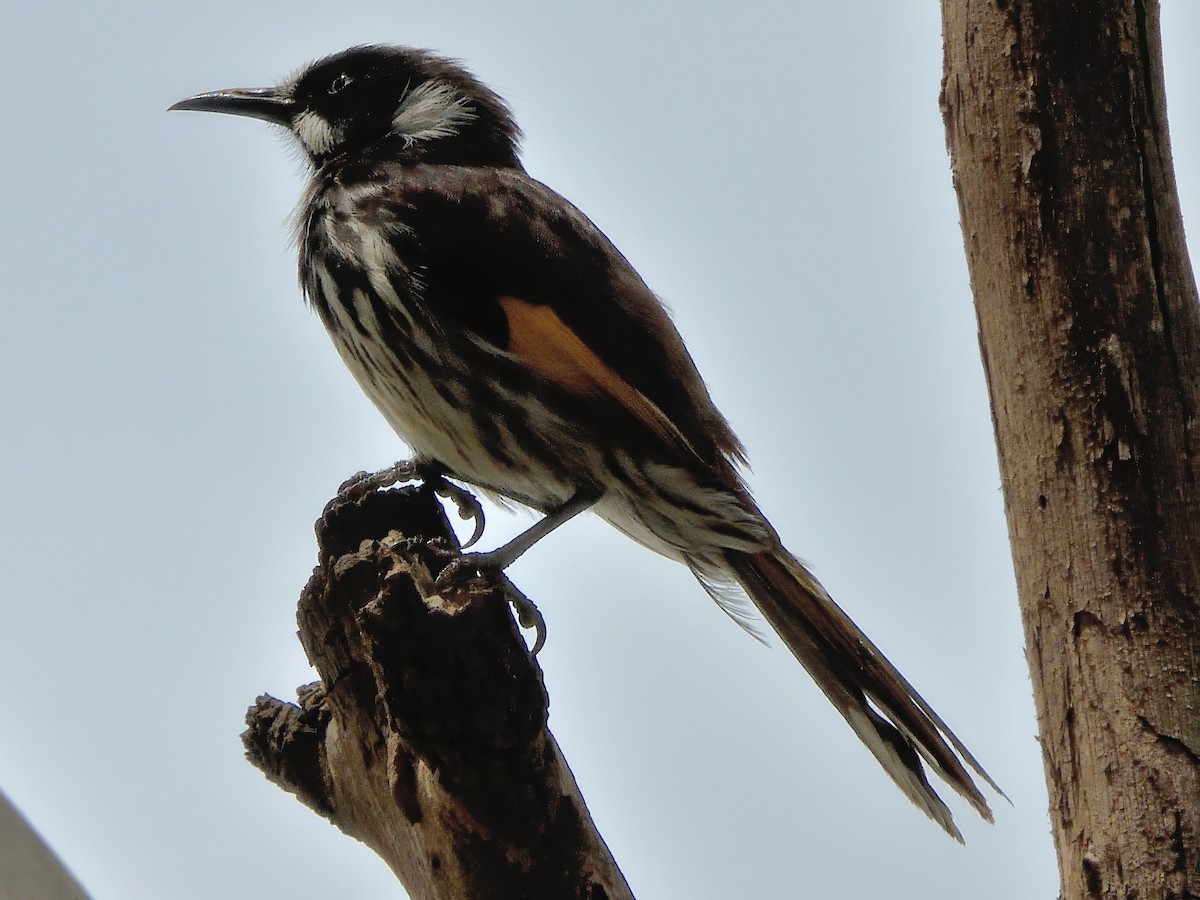 New Holland Honeyeater - ML646427407