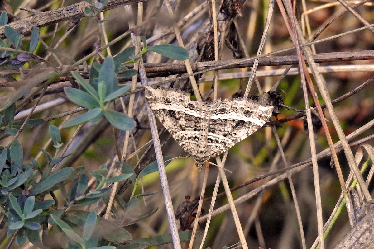 Straight-lined Carpet - ML646427408