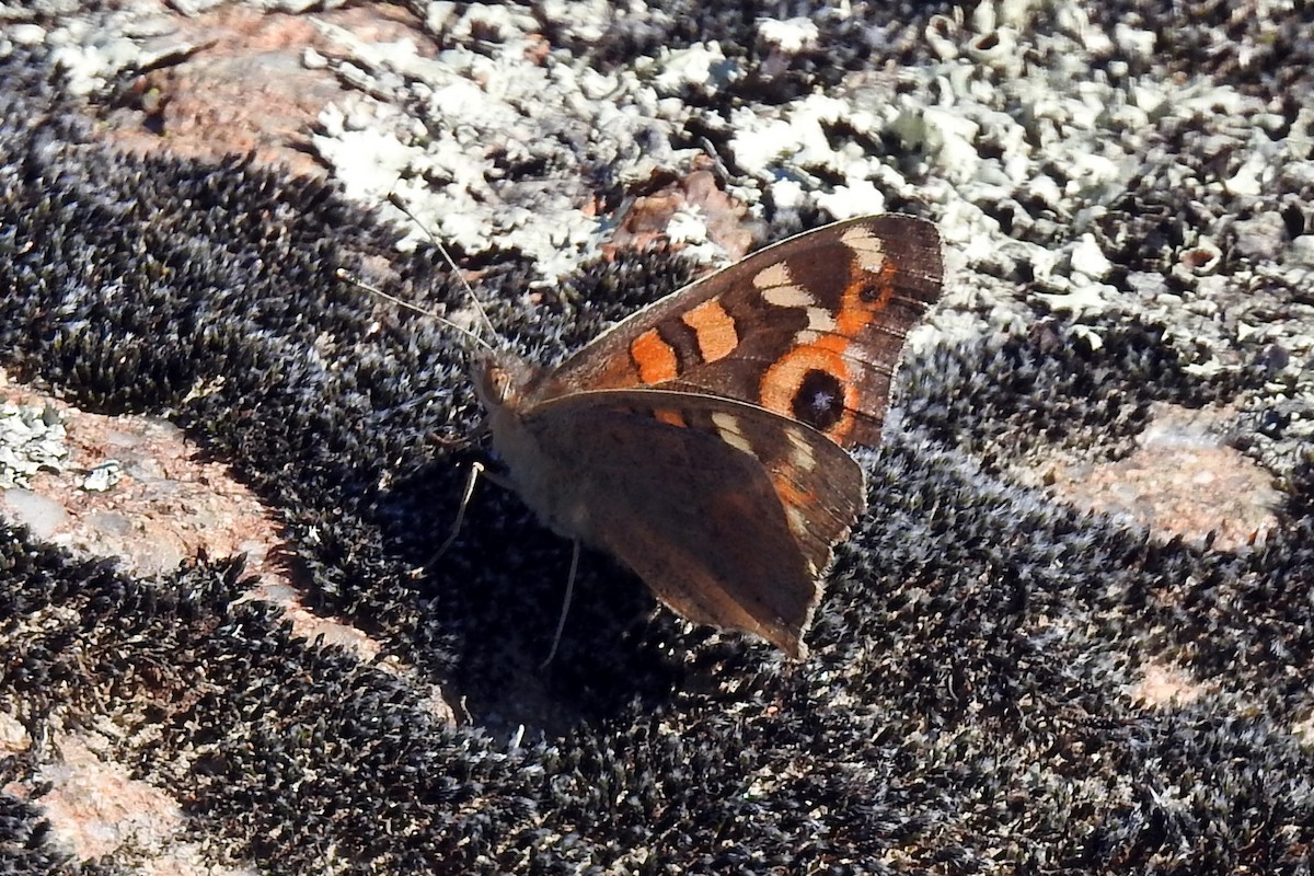 Meadow Argus - ML646427409