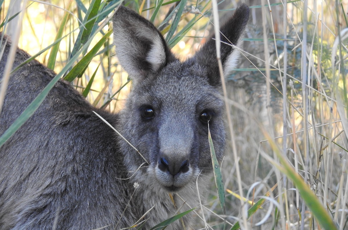 Eastern Grey Kangaroo - ML646427410