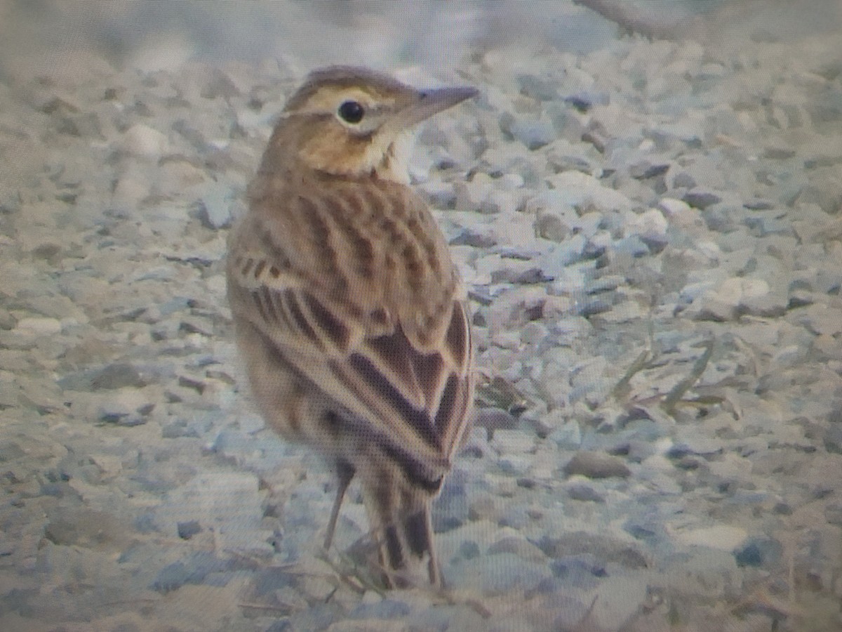 Степной конёк - ML646427414