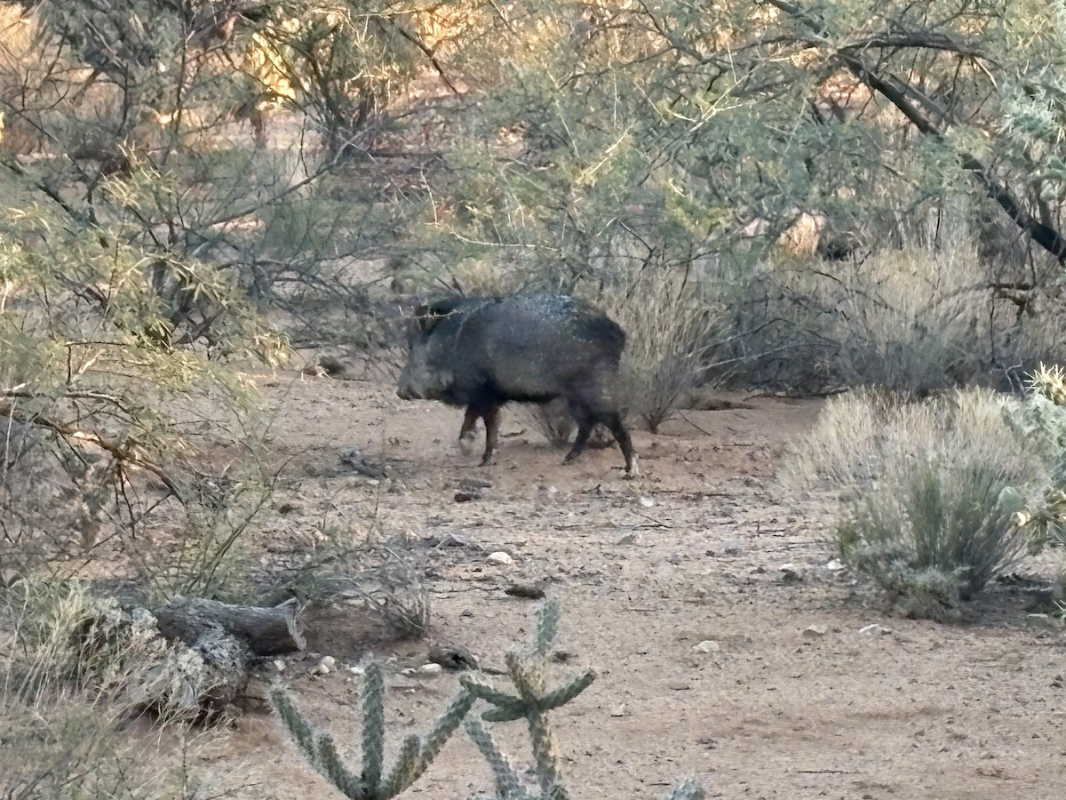 Sonoran Collared Peccary - ML646427415