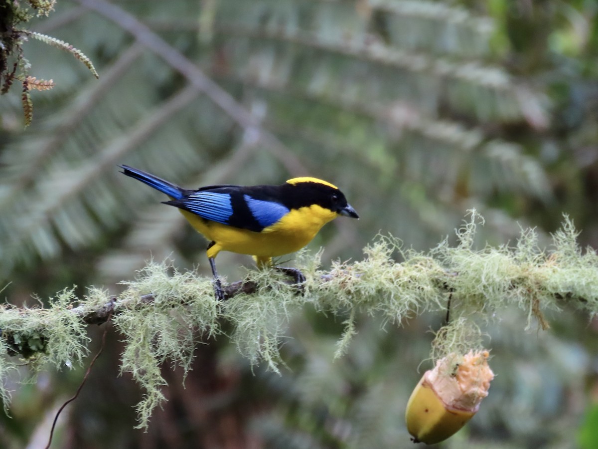 Blue-winged Mountain Tanager - ML646427420
