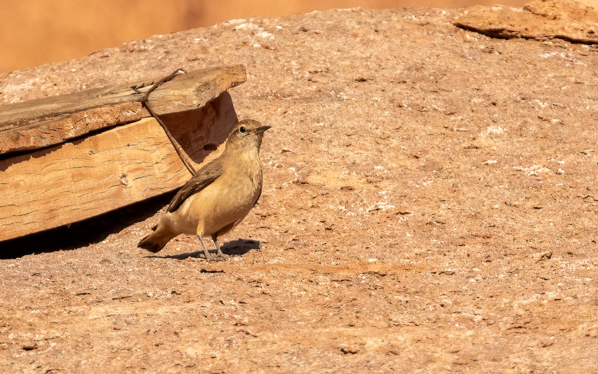 Rufous-banded Miner - ML646427421