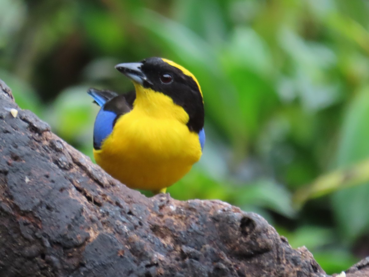 Blue-winged Mountain Tanager - ML646427424