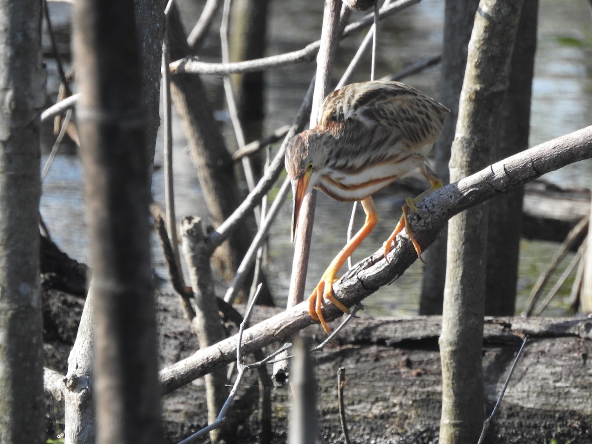 Yellow Bittern - ML646427425