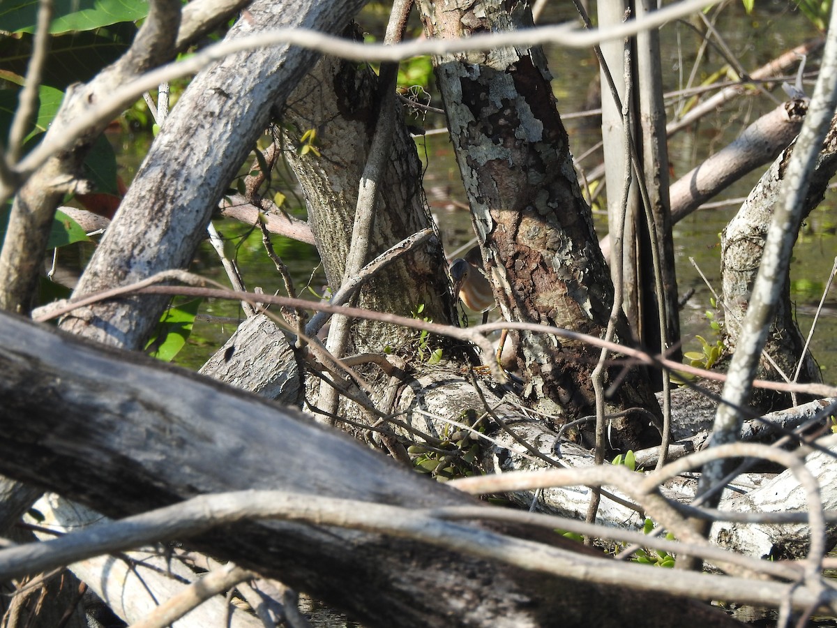 Yellow Bittern - ML646427426
