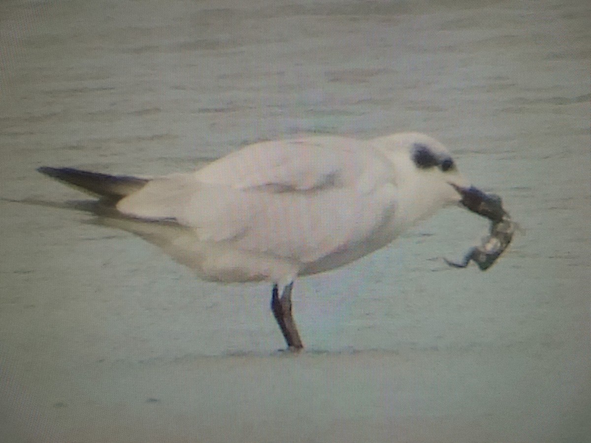 Gull-billed Tern - ML646427430