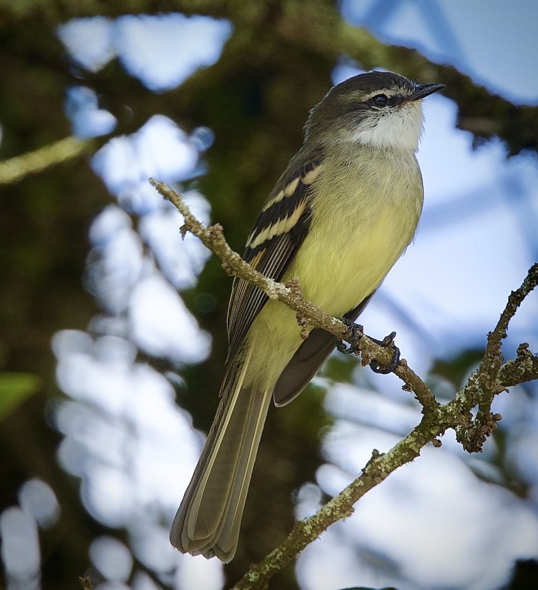 White-throated Tyrannulet - ML646427431