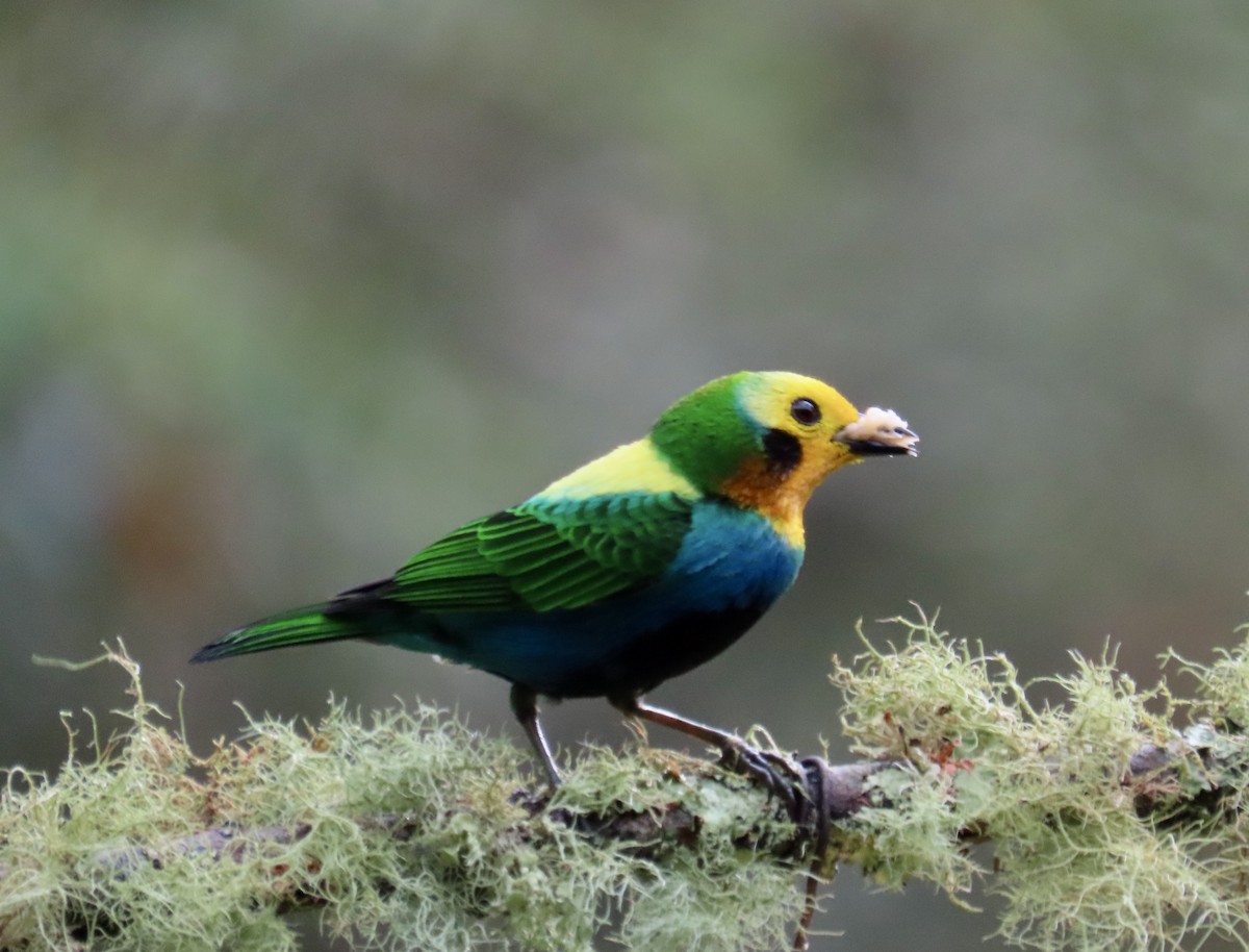 Multicolored Tanager - ML646427436