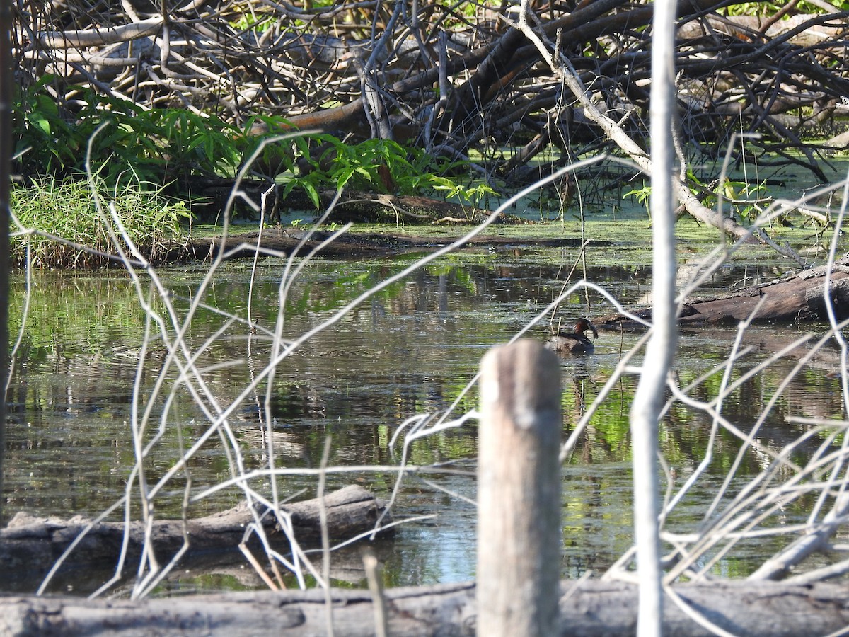 Txilinporta txikia - ML646427438