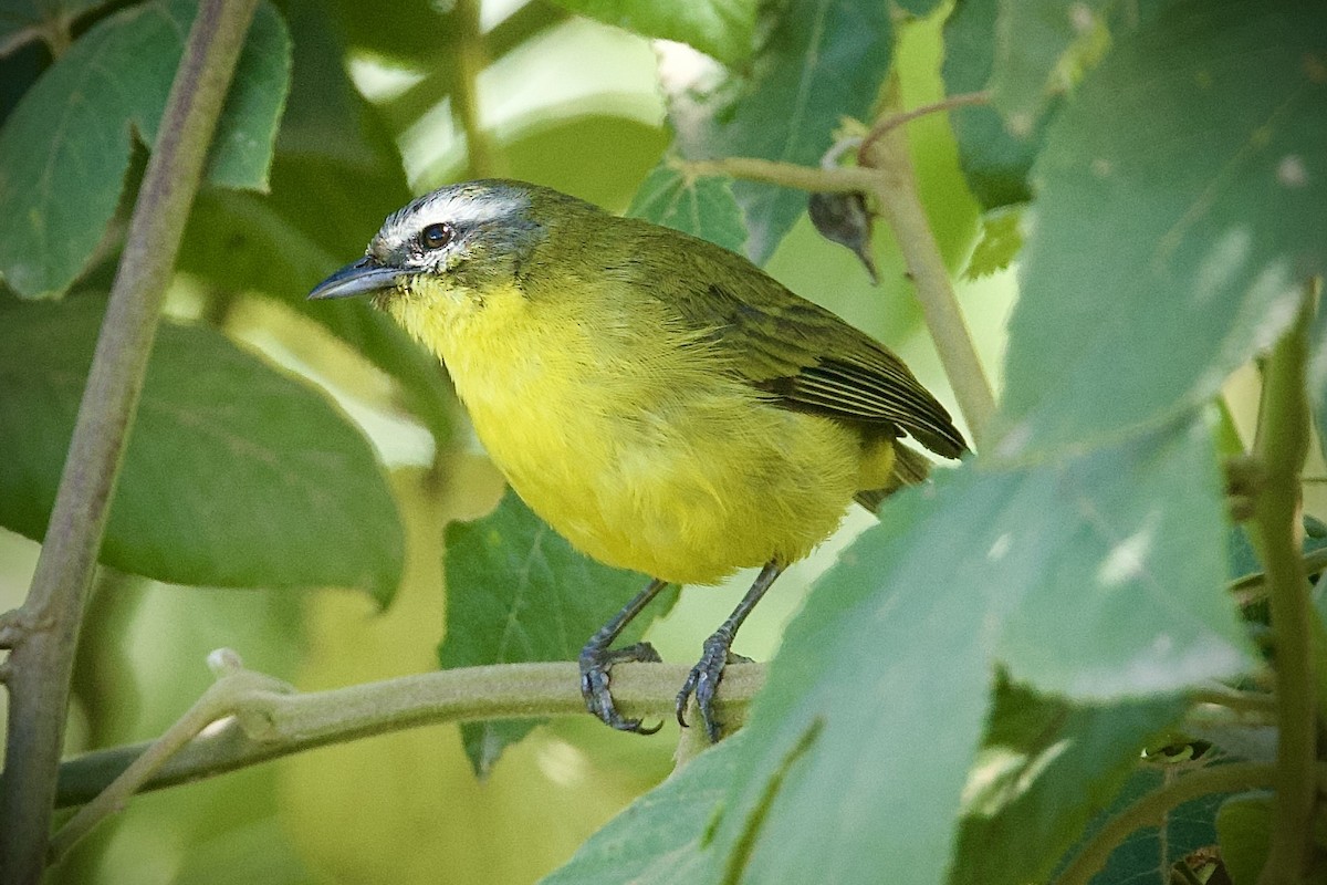 Superciliaried Hemispingus - ML646427440