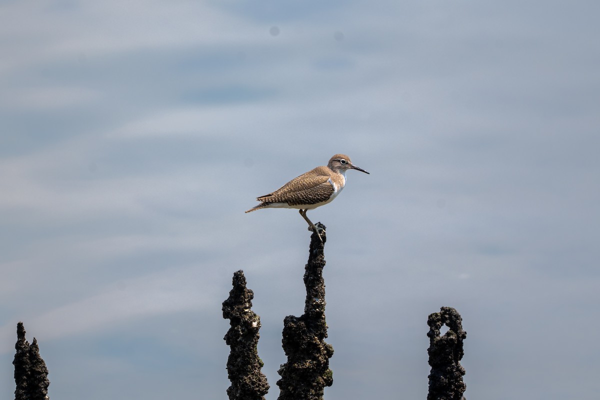 Common Sandpiper - ML646427441