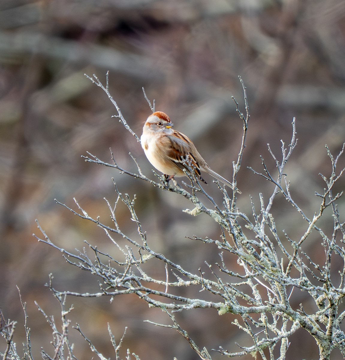 American Tree Sparrow - ML646427443