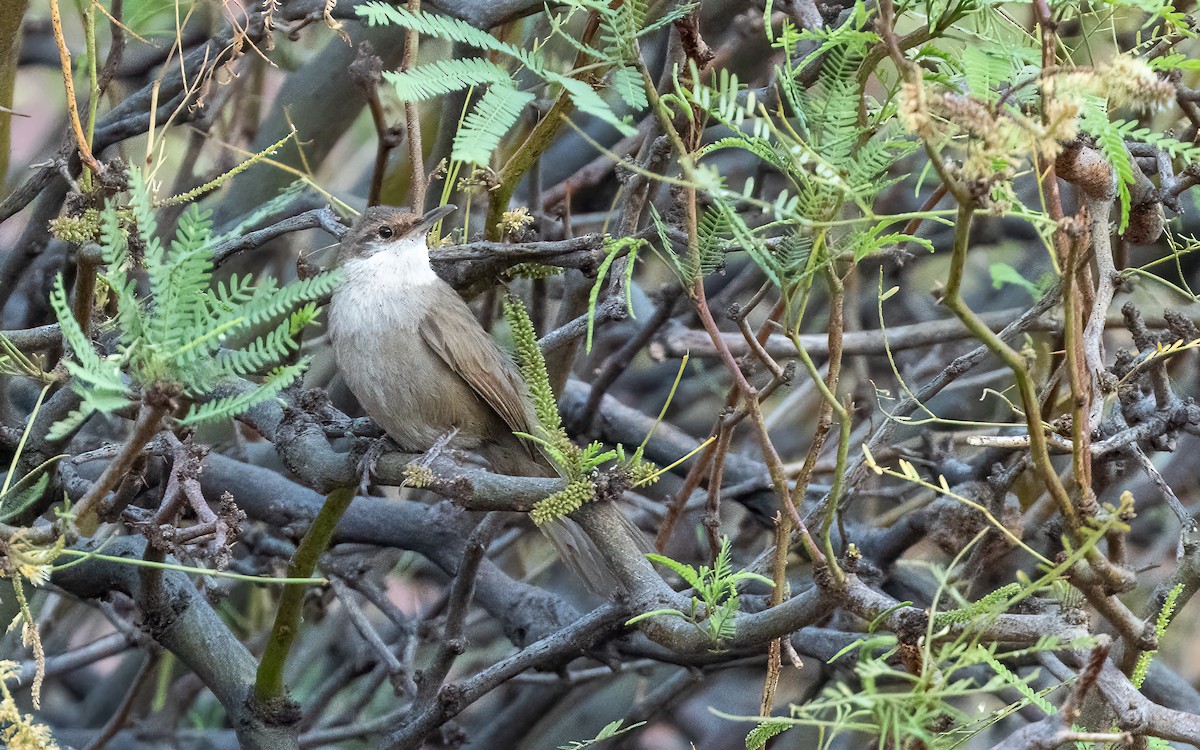 Chaco Earthcreeper - ML646427444