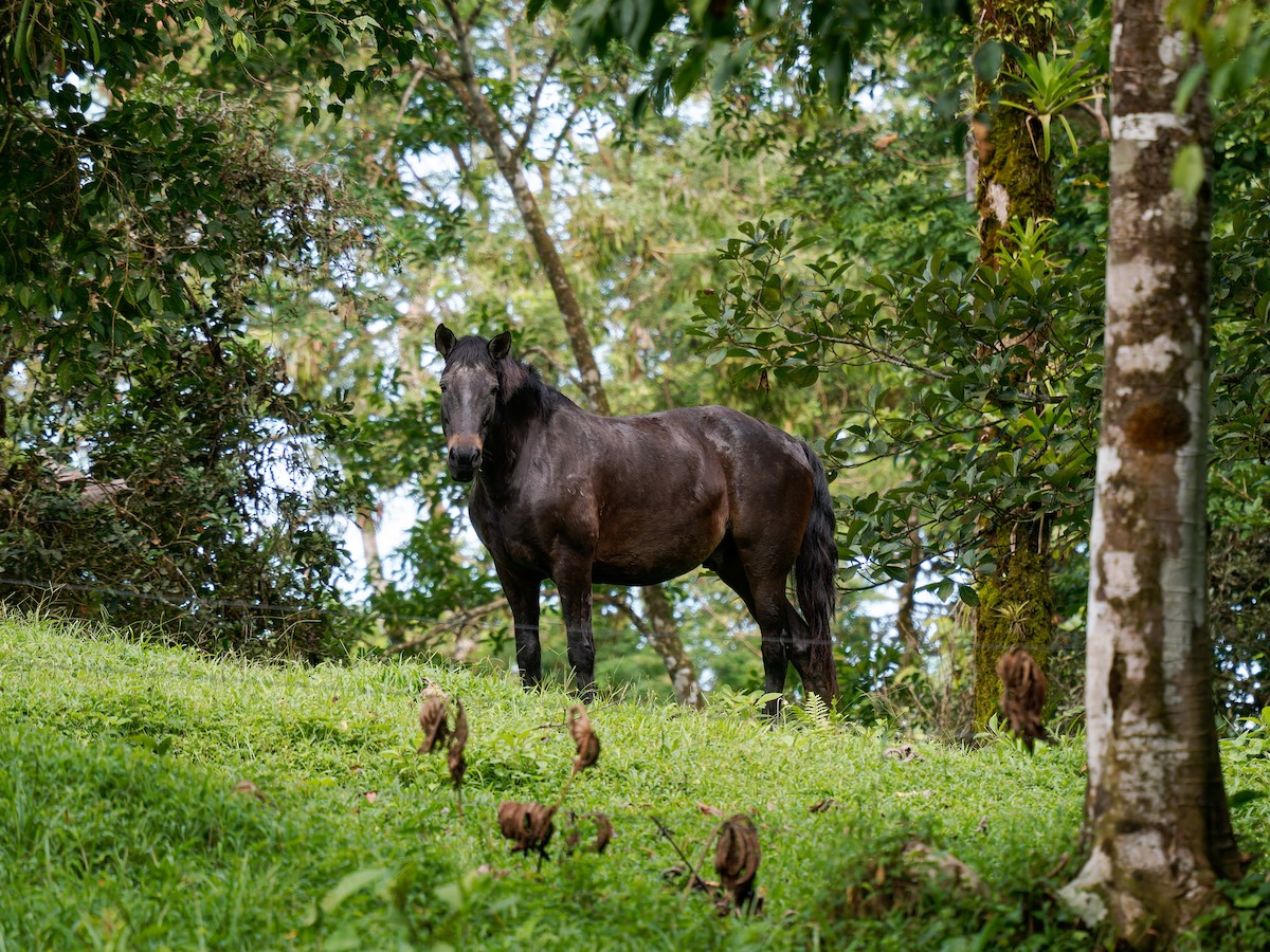 Animals - ML646427446