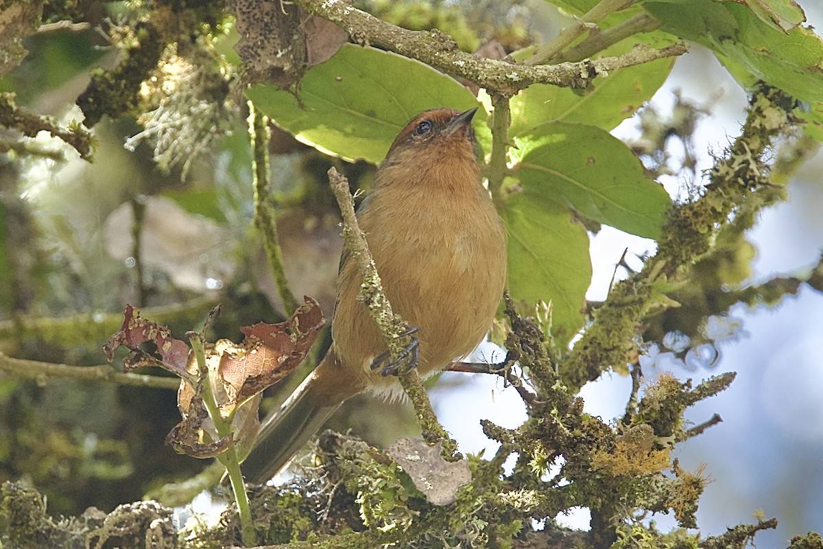 Rufous-browed Conebill - ML646427451