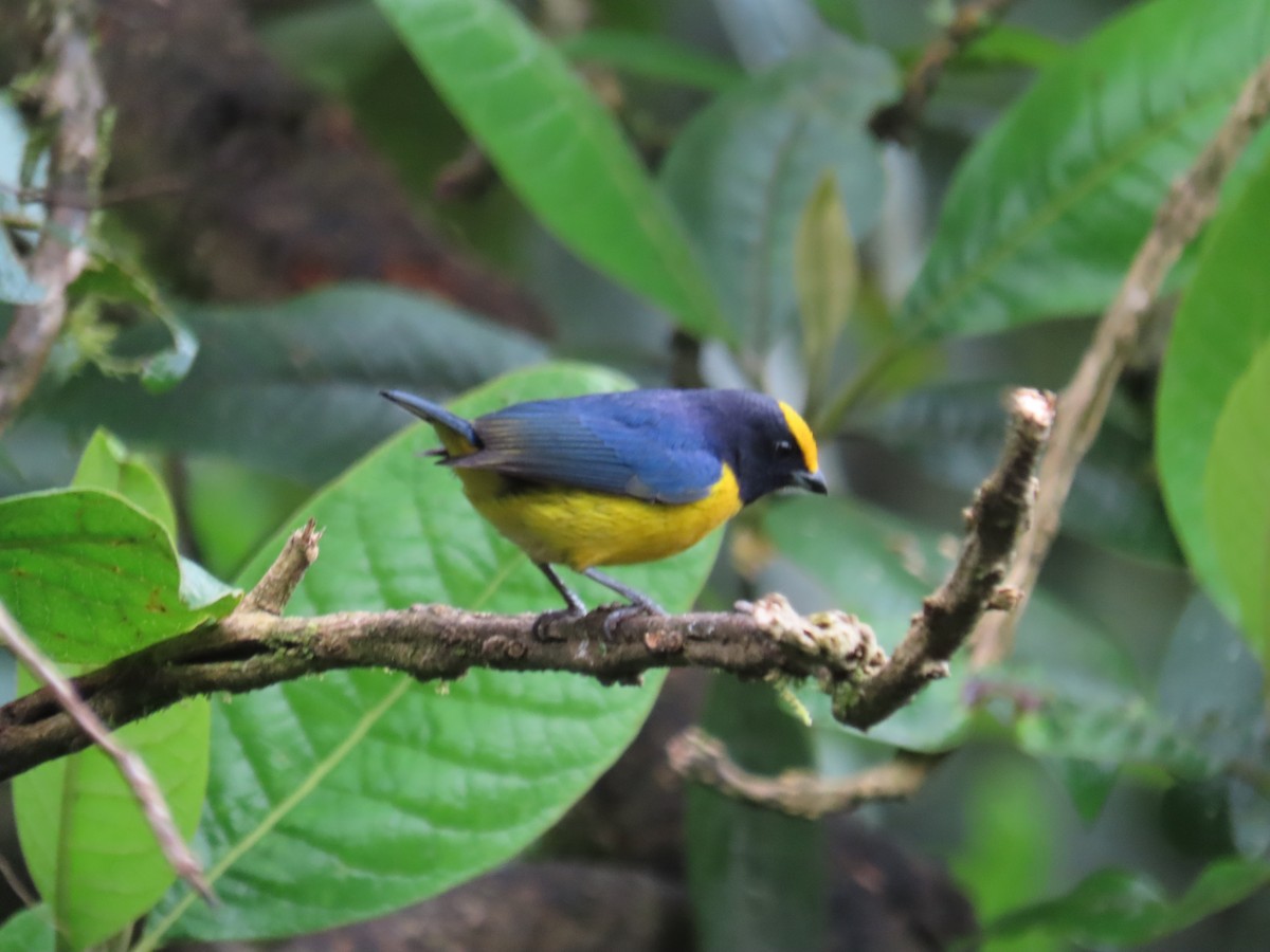 Orange-bellied Euphonia - ML646427452
