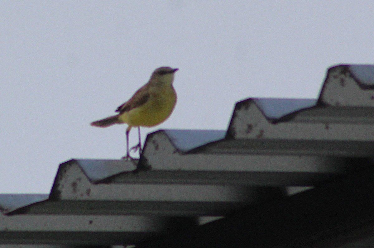 Cattle Tyrant - ML646427454