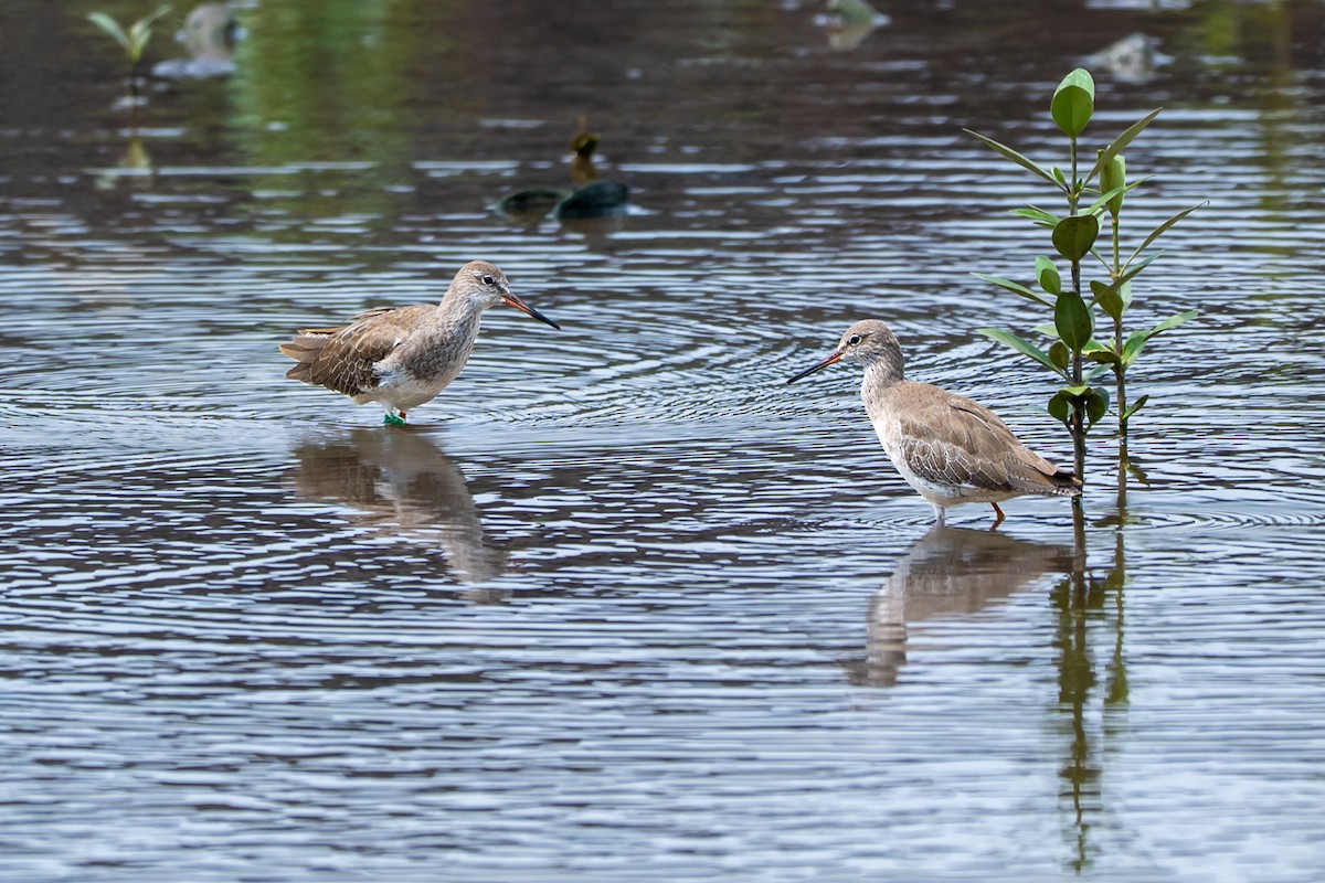 Common Redshank - ML646427457
