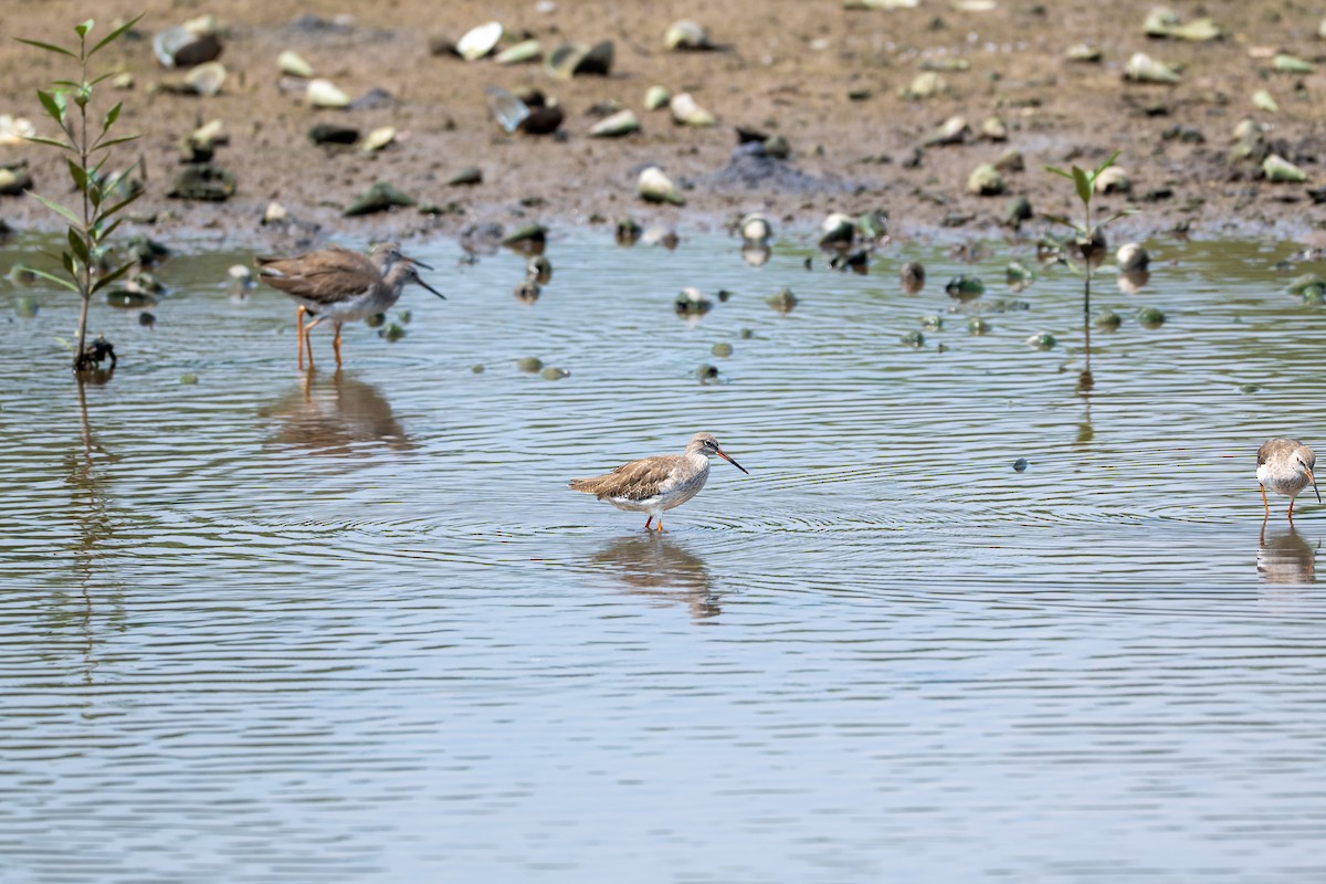 Common Redshank - ML646427458