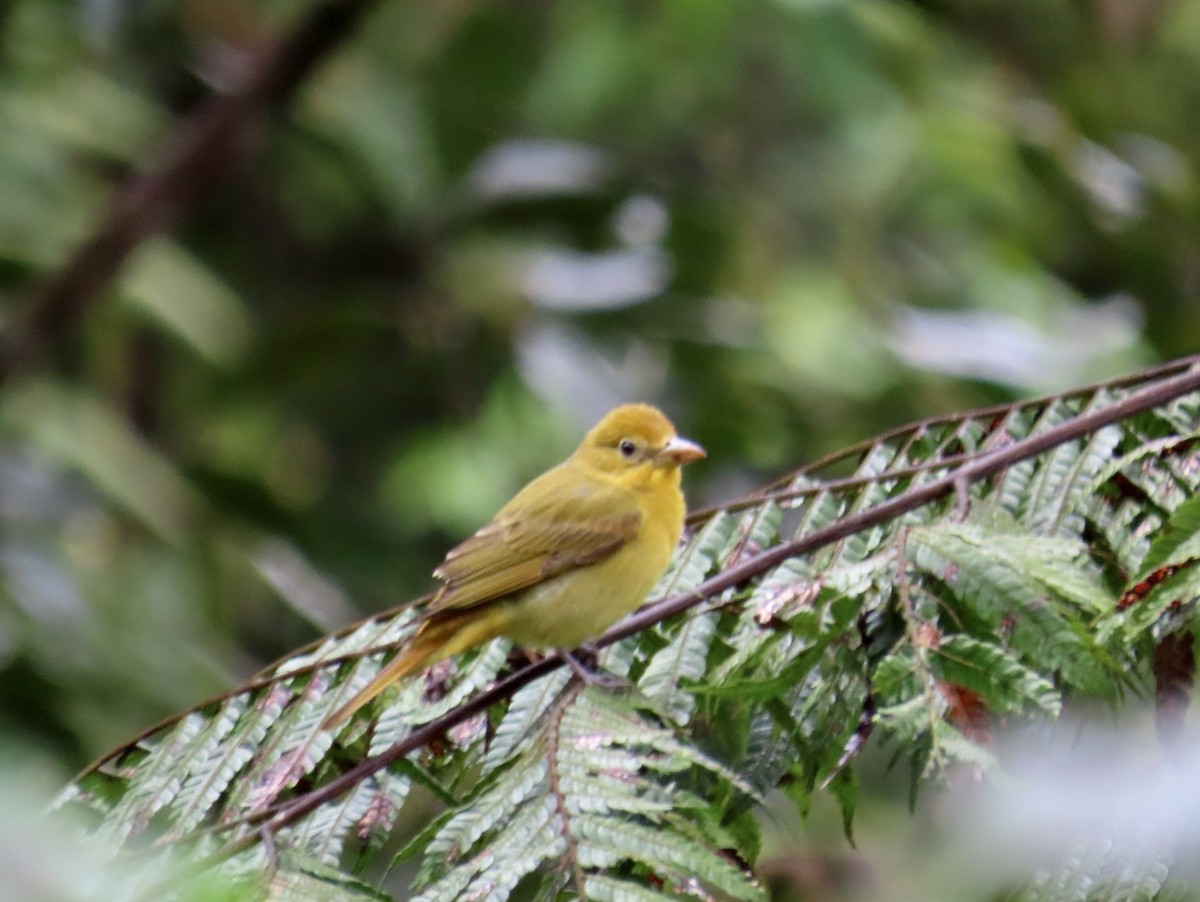 Summer Tanager - ML646427460