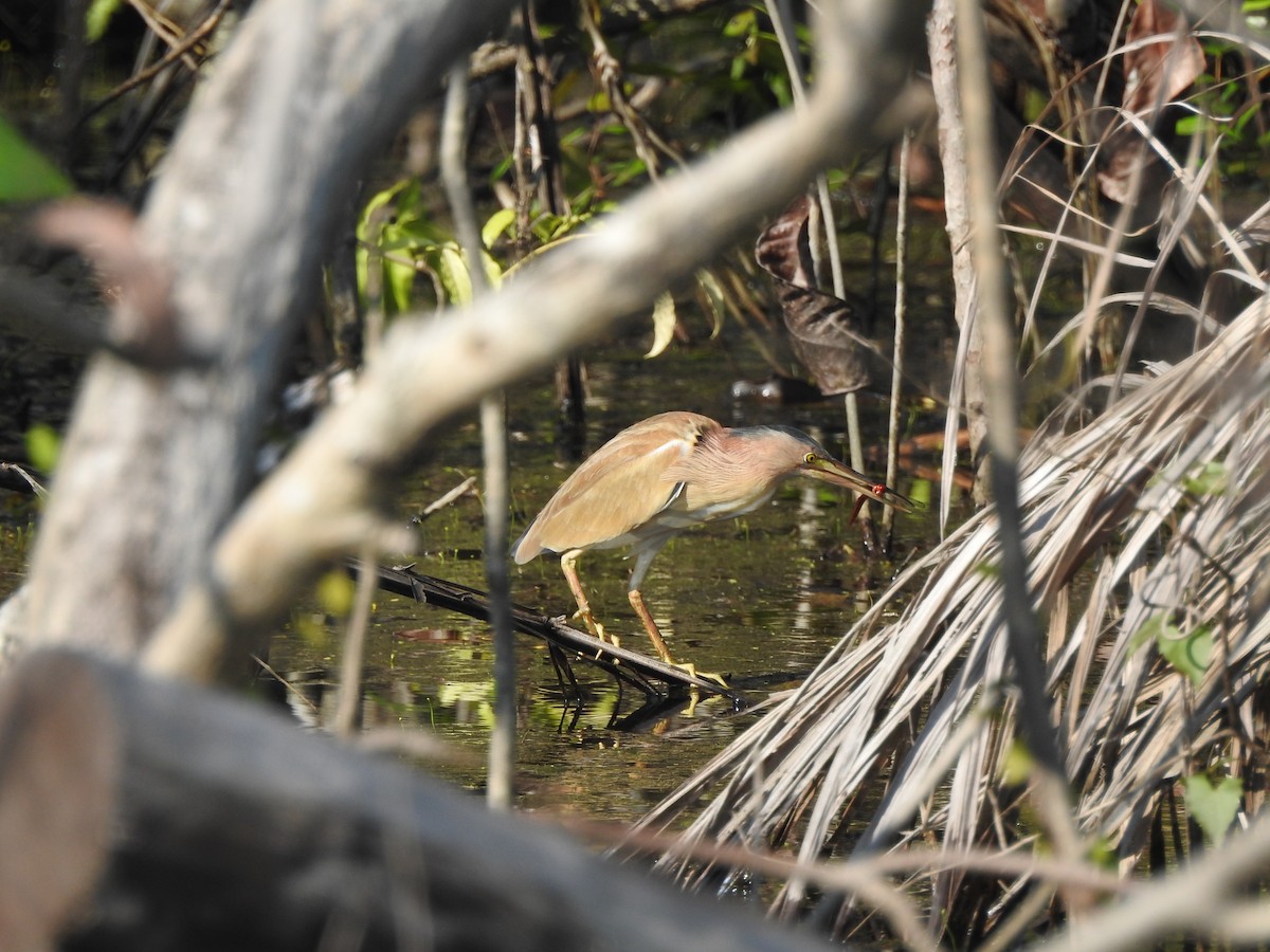 Yellow Bittern - ML646427461