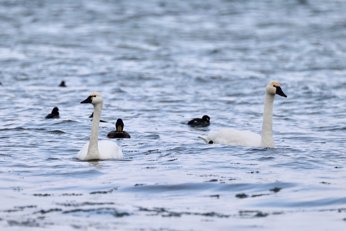Tundra Swan - ML646427462