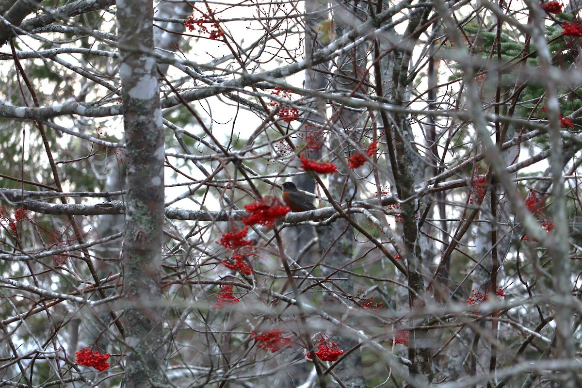 American Robin - ML646427463