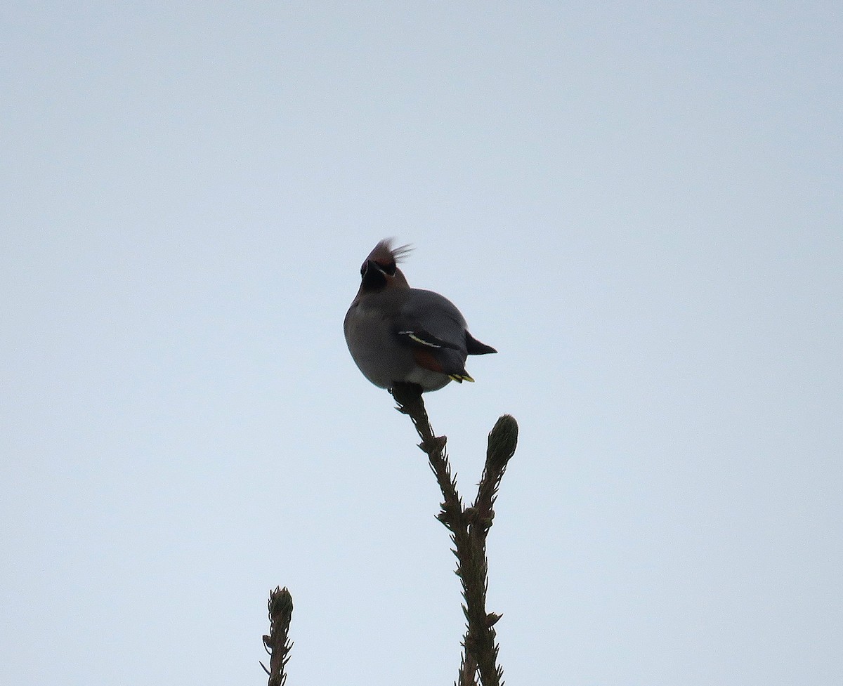 Bohemian Waxwing - ML646427464