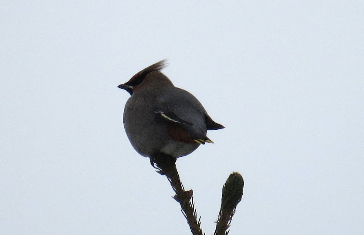 Bohemian Waxwing - ML646427465
