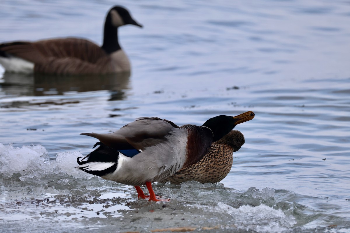 Mallard - ML646427466