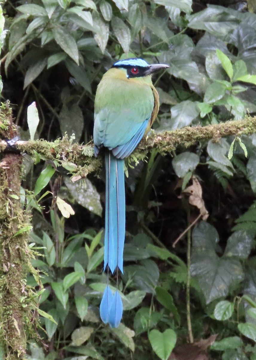 Andean Motmot - ML646427468