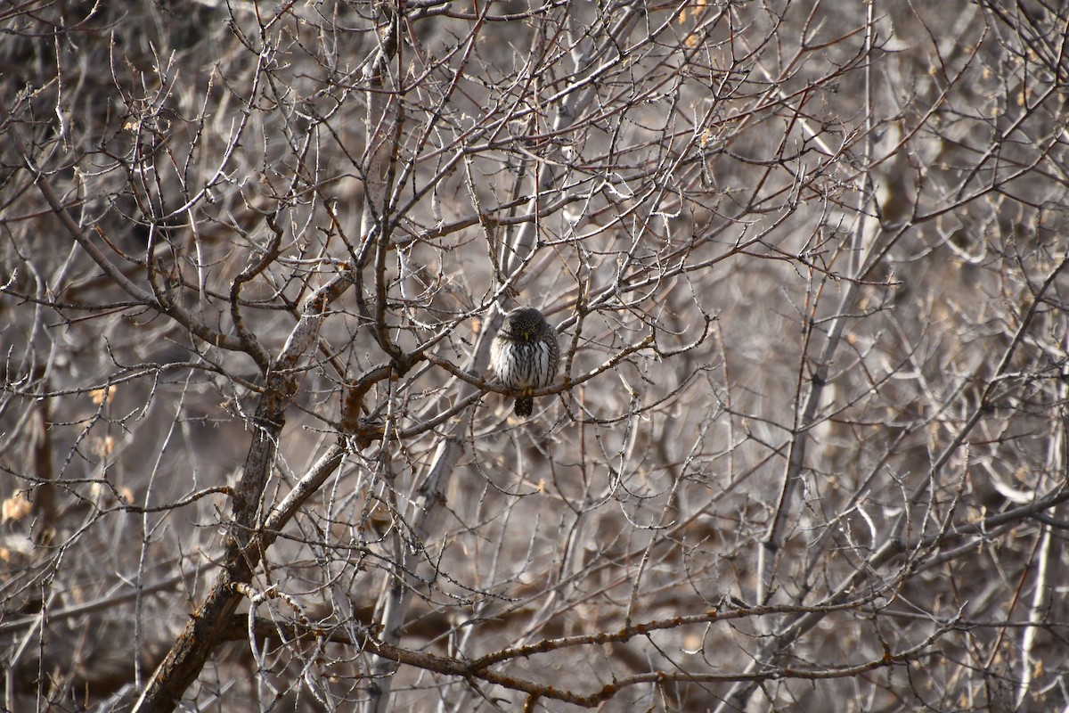 Northern Pygmy-Owl - ML646427469