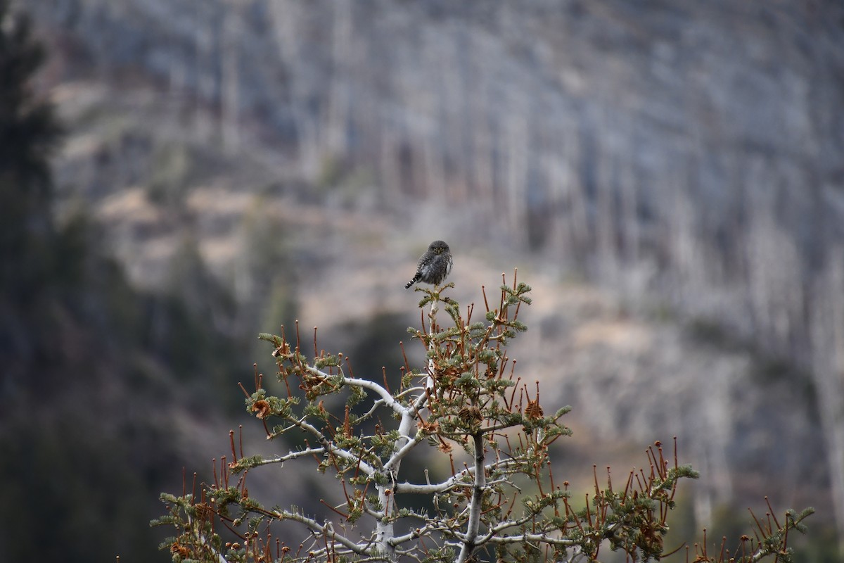 Northern Pygmy-Owl - ML646427470