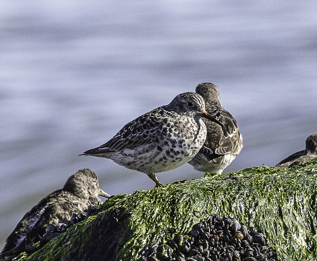 Purple Sandpiper - ML646427471