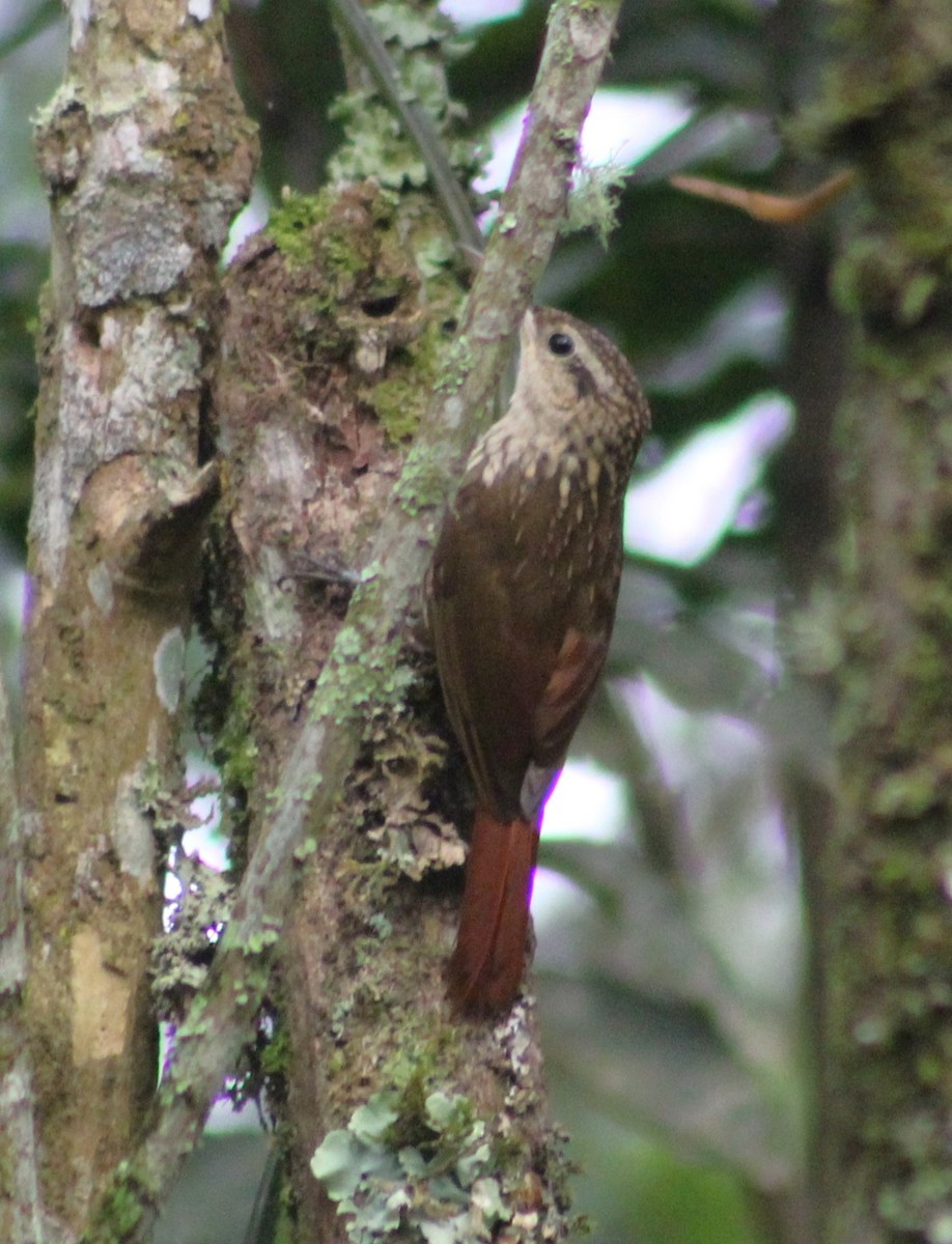 Lesser Woodcreeper - ML646427472